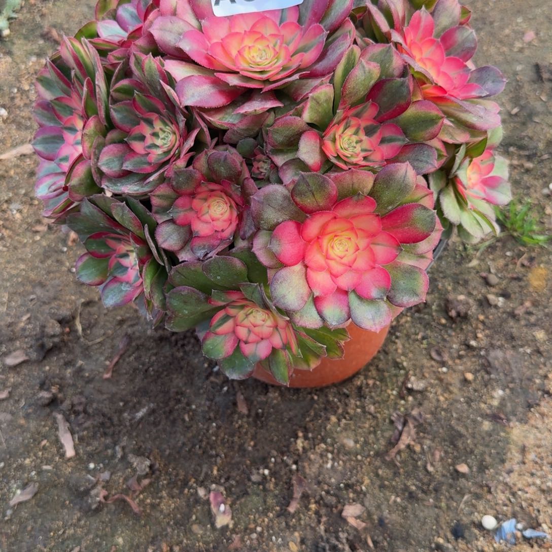 063荔枝。多肉植物