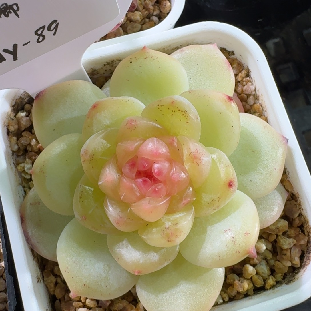 0130-089-巴洛克单头