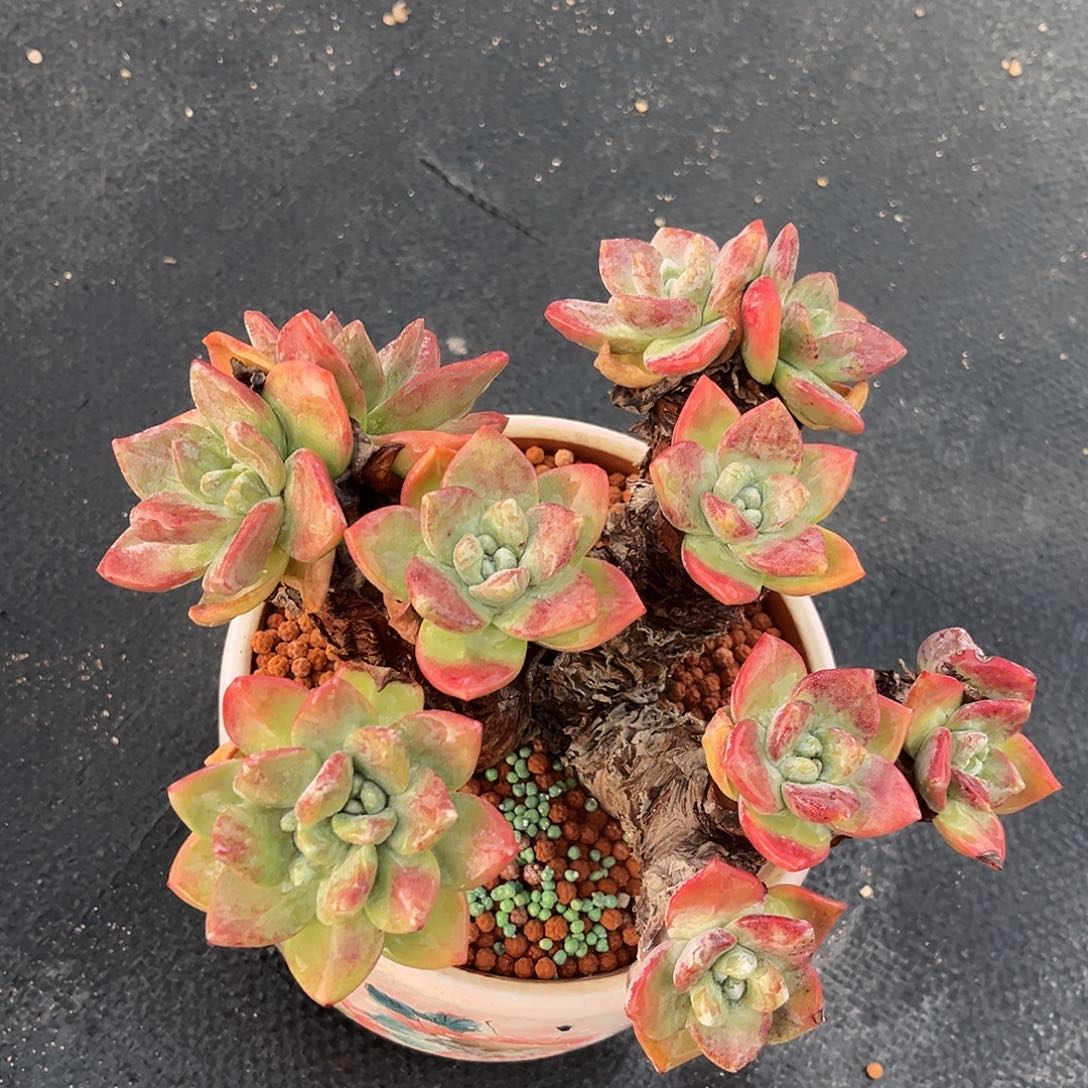 小鹿多肉一物一拍