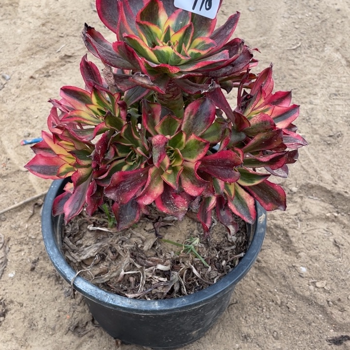 溪***山法师植物魅影法师718