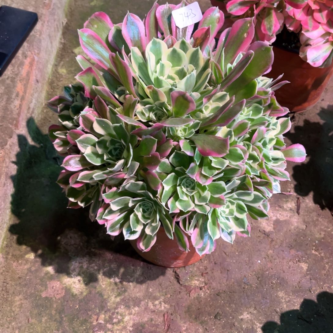 多肉植物雨花石头744