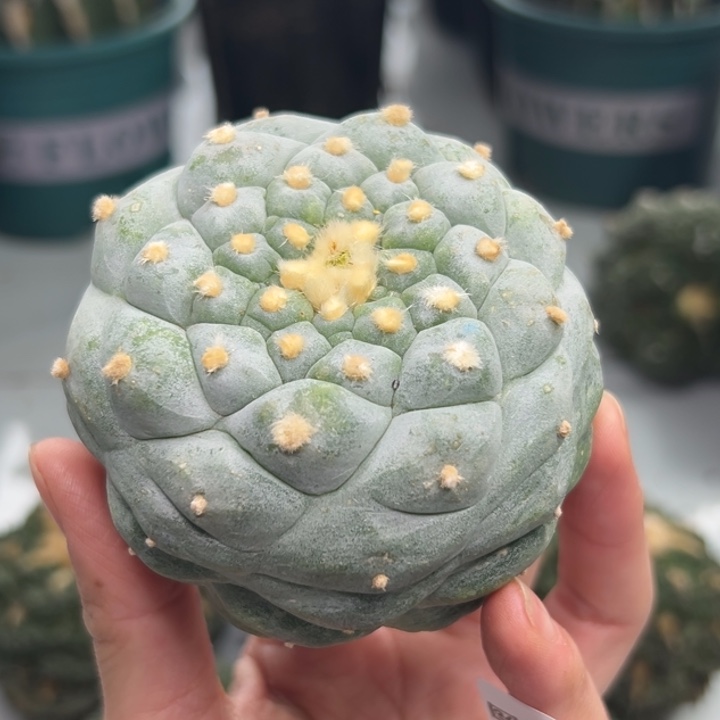 342 可帮发根可发货