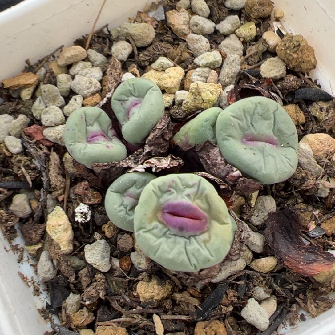 360号开播福利。          