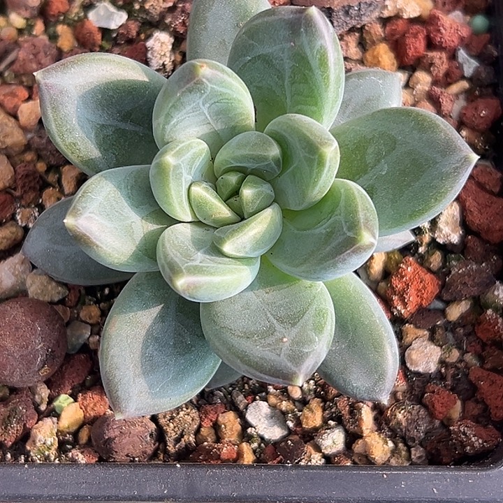 美人特价一物一拍