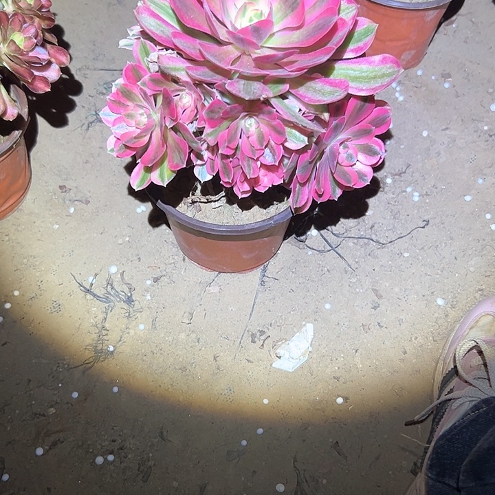 法师植物一物一拍44