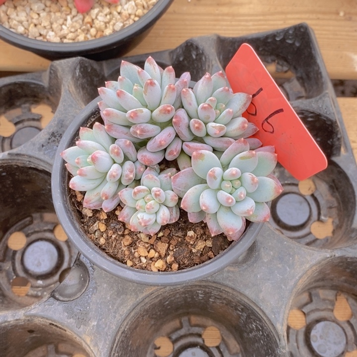 是因为她太喜欢了