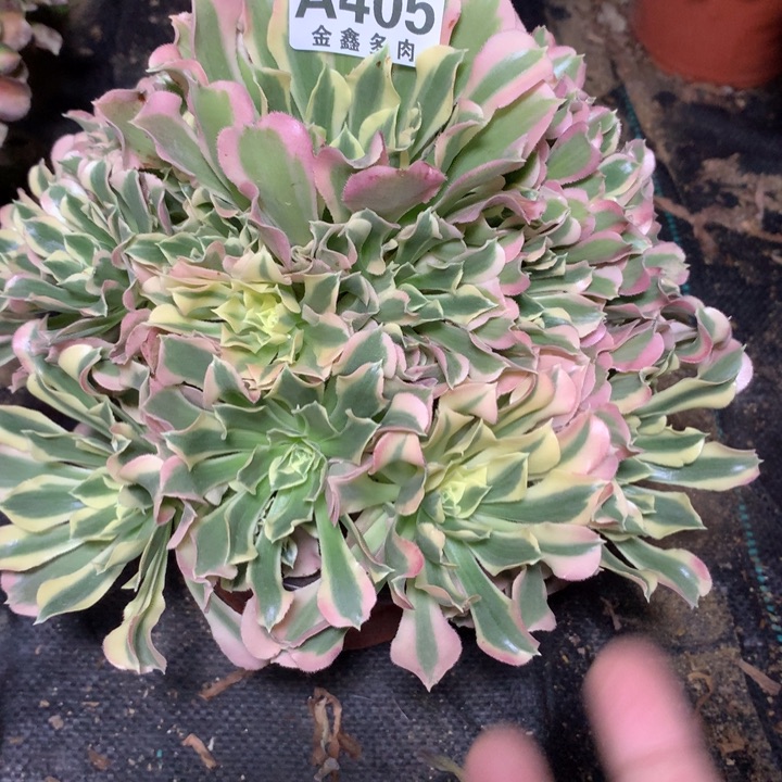 黄405多肉植物一物一拍