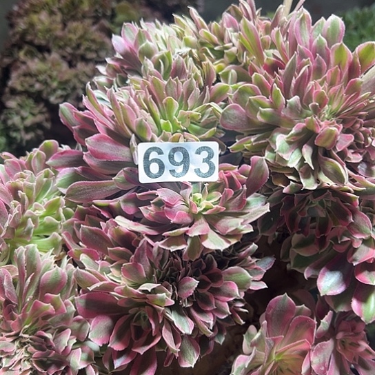 凤***天多肉植物一个女巫693