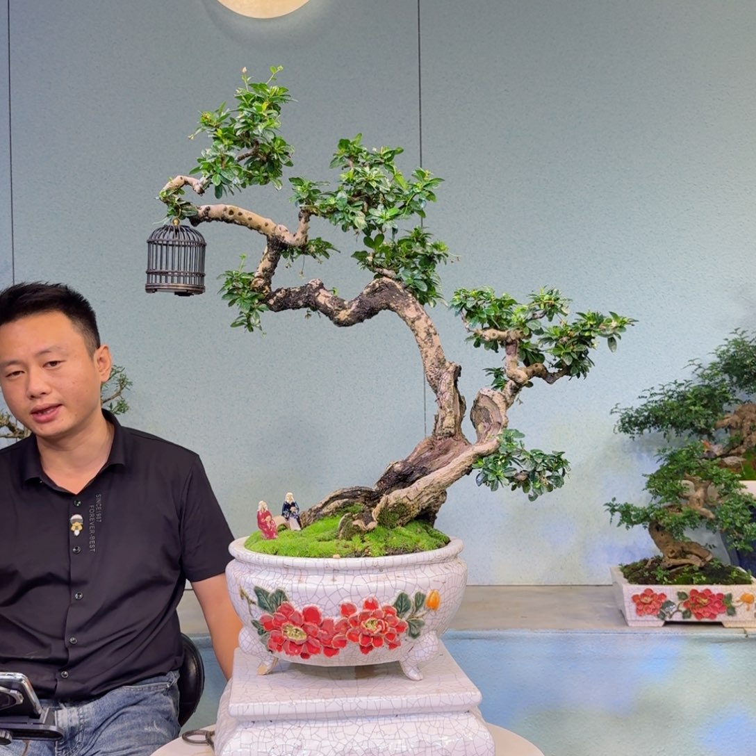 汉***家无花朵福建茶盆景盆景