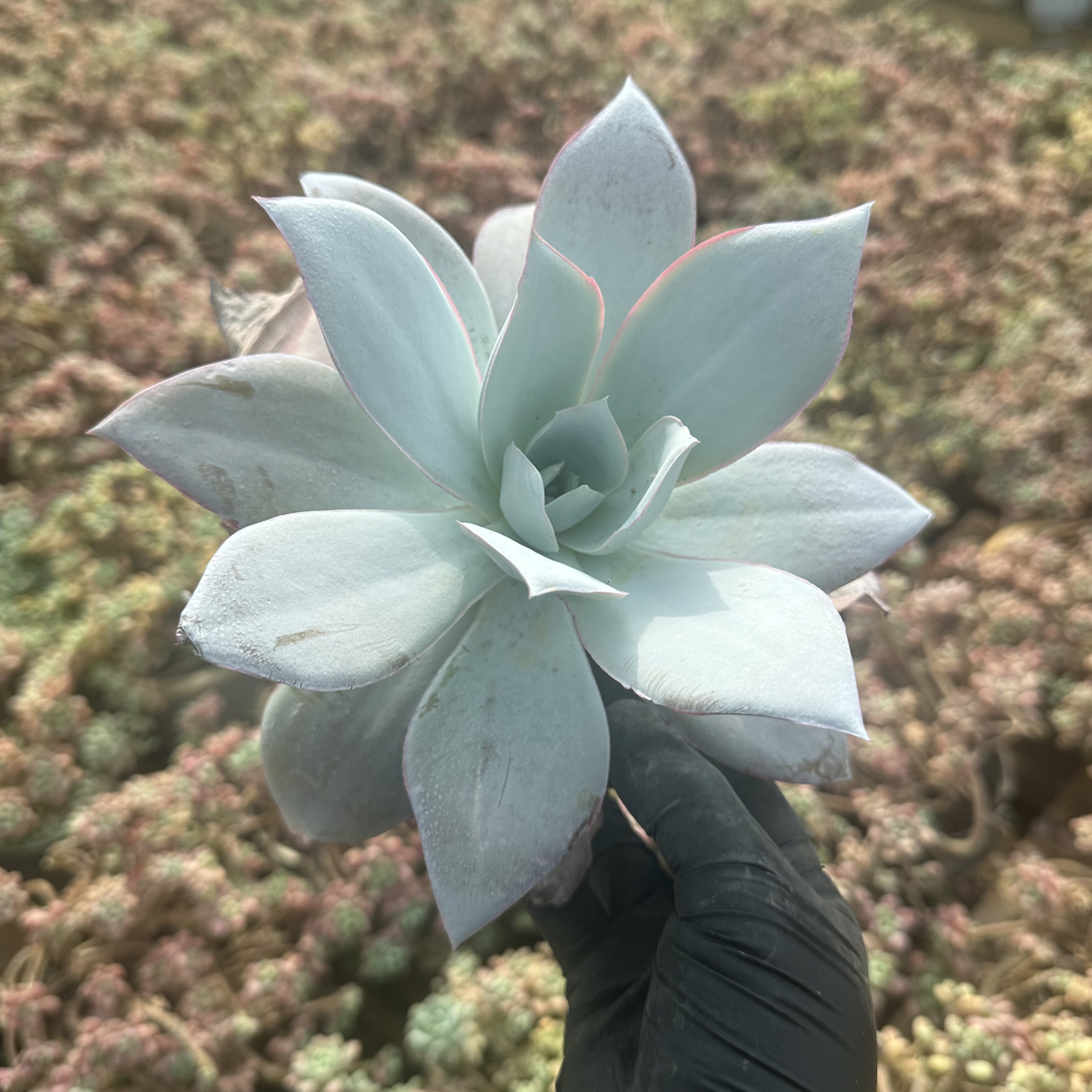 精品多肉植物薄叶三鲜广寒宫单头（绿植.花卉.盆栽.精品多肉.阳台）