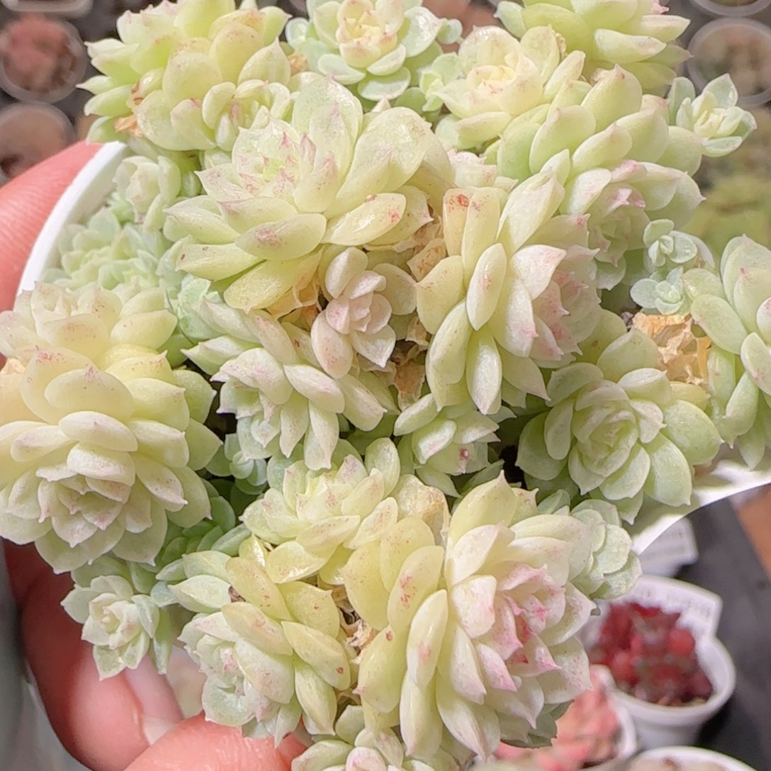 花语多肉1203-283散