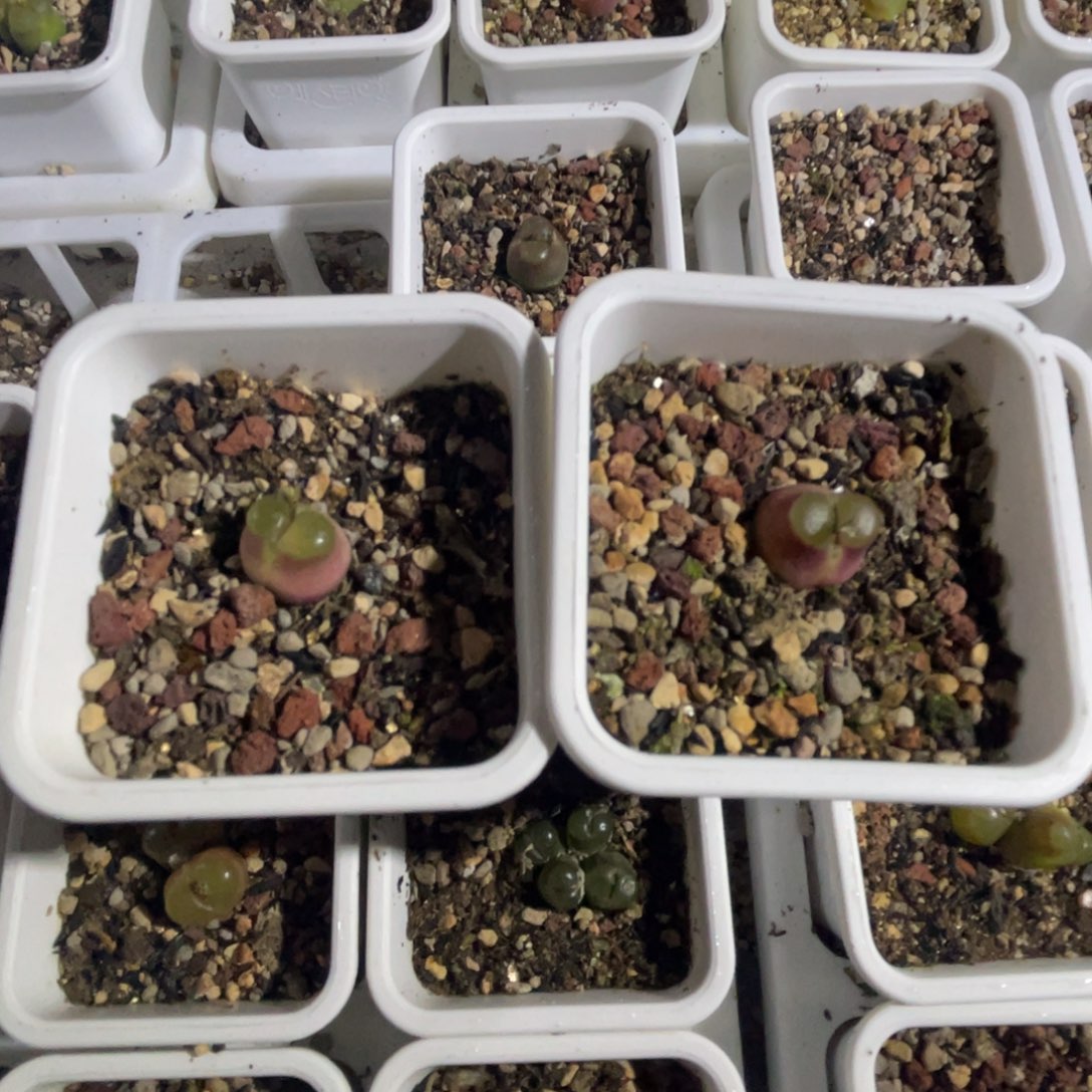 我***肉雪茄植物一物一拍