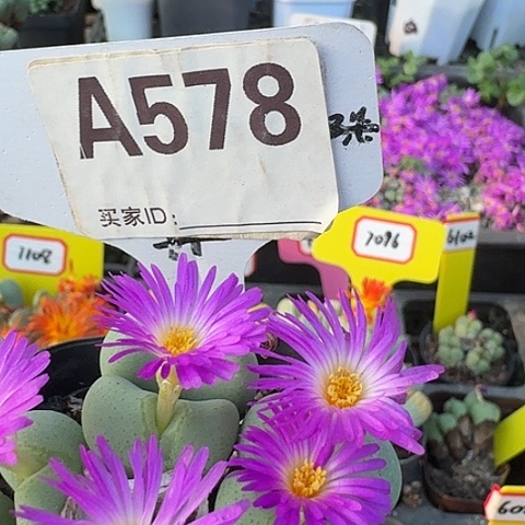 578中央音乐学院营业执照