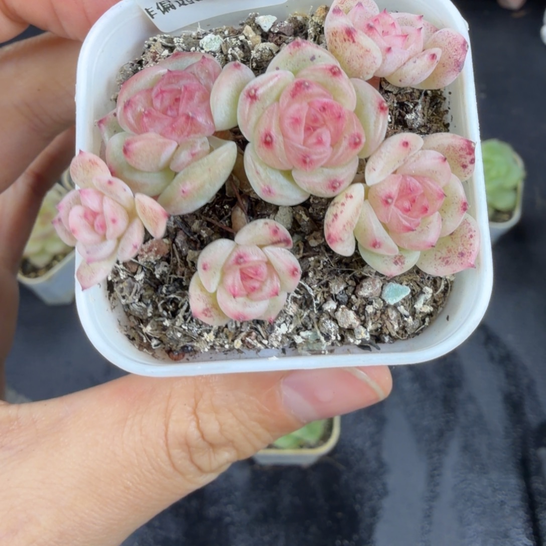 东篱下多肉植物17哈哈哈