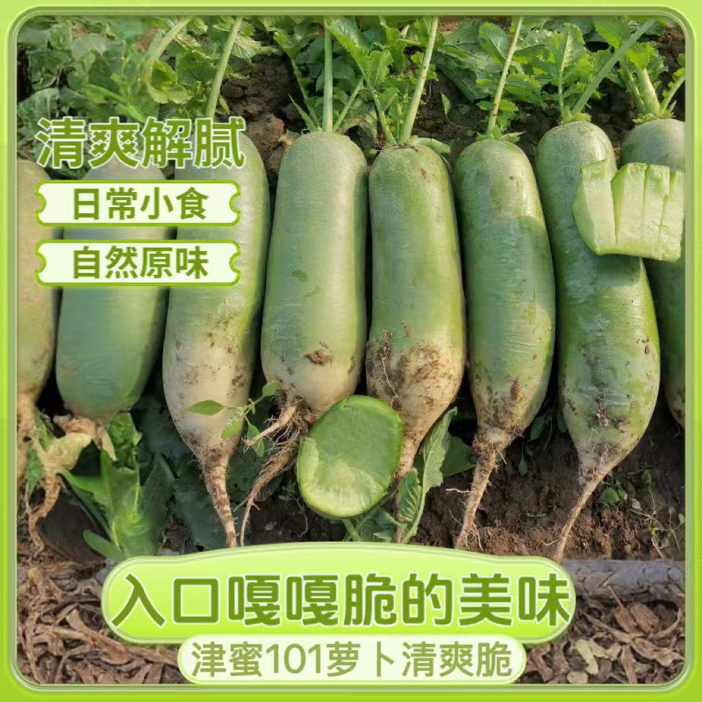 【峥儿专属】天津本地暖棚津蜜101水果萝卜 酥脆甜 京东或顺丰包邮