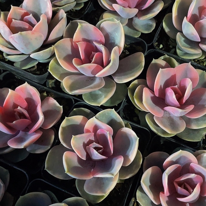 7方大彩虹带盆土发