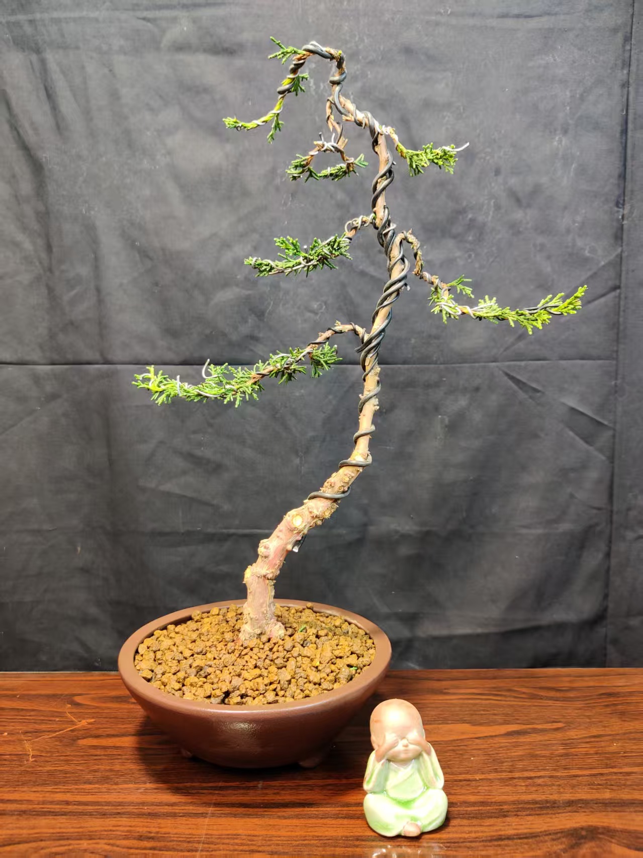 柏树宫板系鱼川真柏132