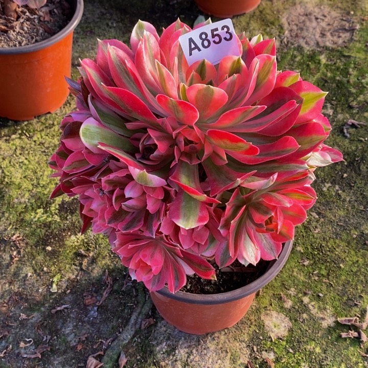 女巫多肉植物853