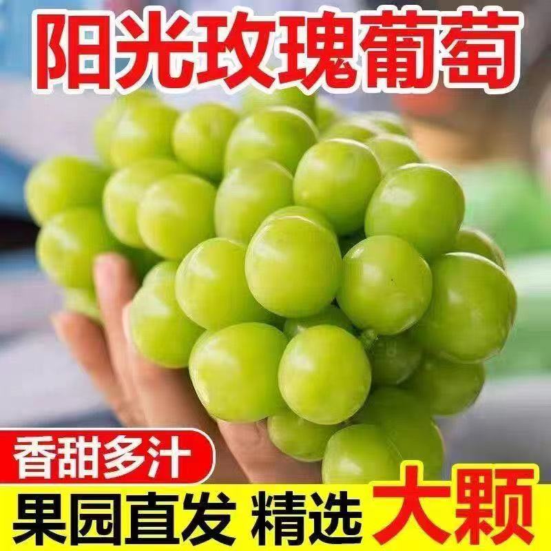 云南高山新鲜阳光玫瑰葡萄青提脆甜无籽应季水果L5