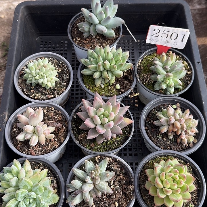 2501多肉植物一物一拍