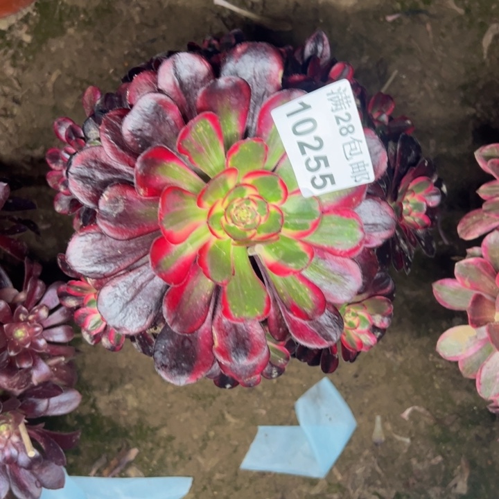 10255丽娜多肉植物