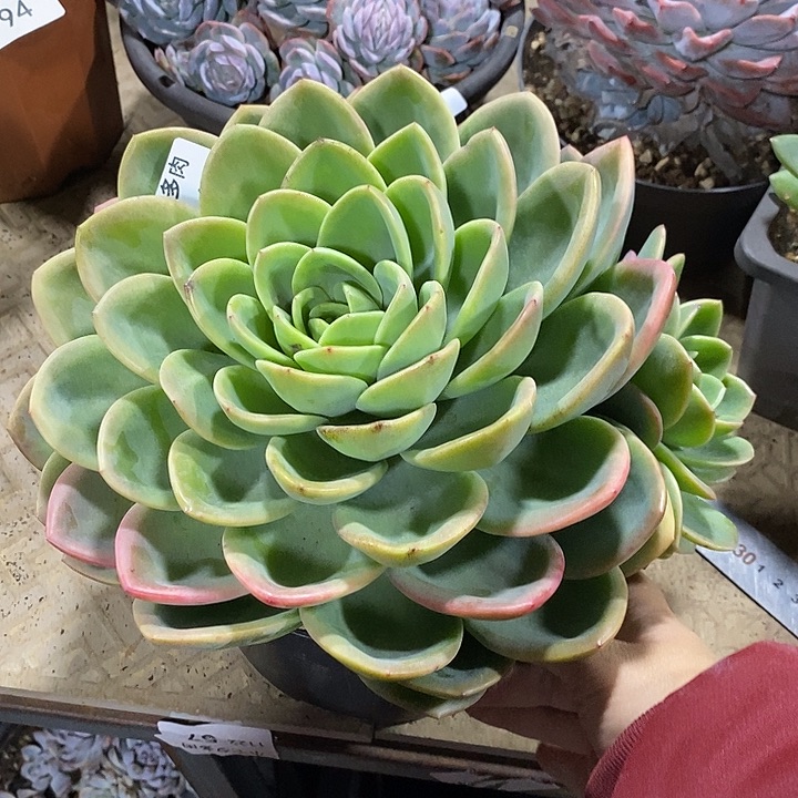 用***5小七夕多肉柠檬茶