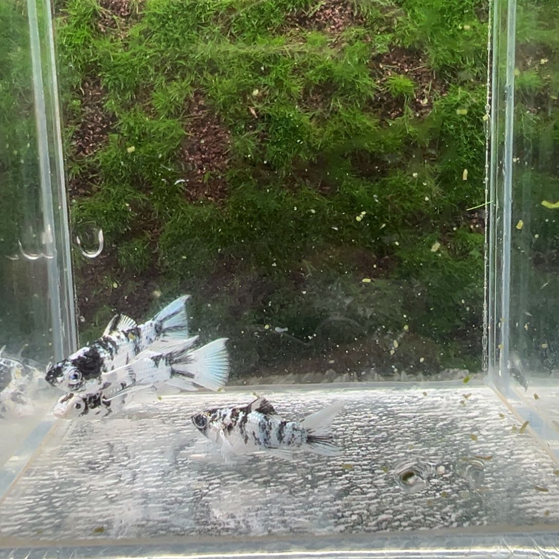 黑玛丽鱼鱼苗4条。  