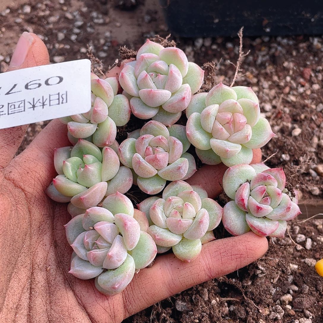 多肉植物多肉植物972