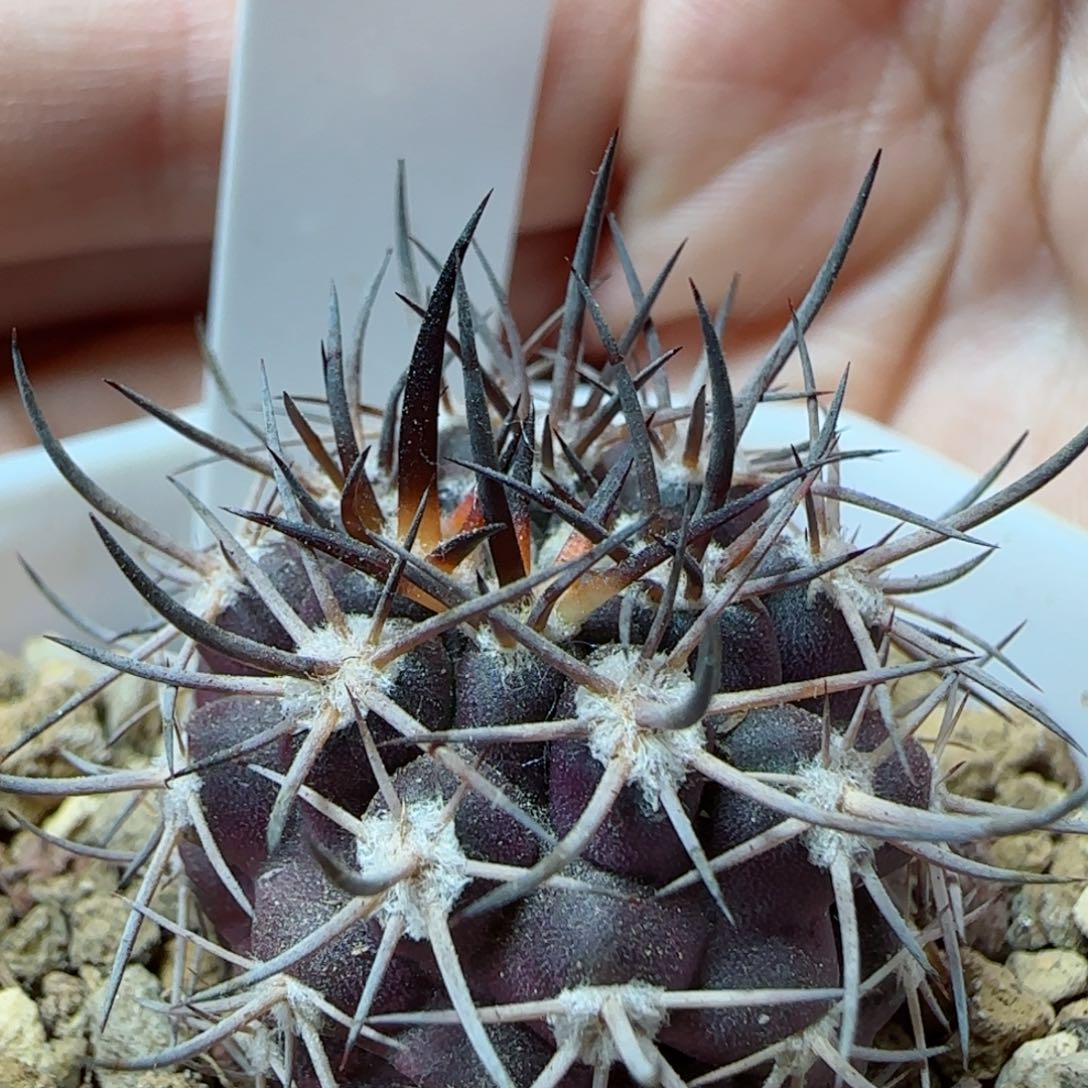 313实生逆豹多肉