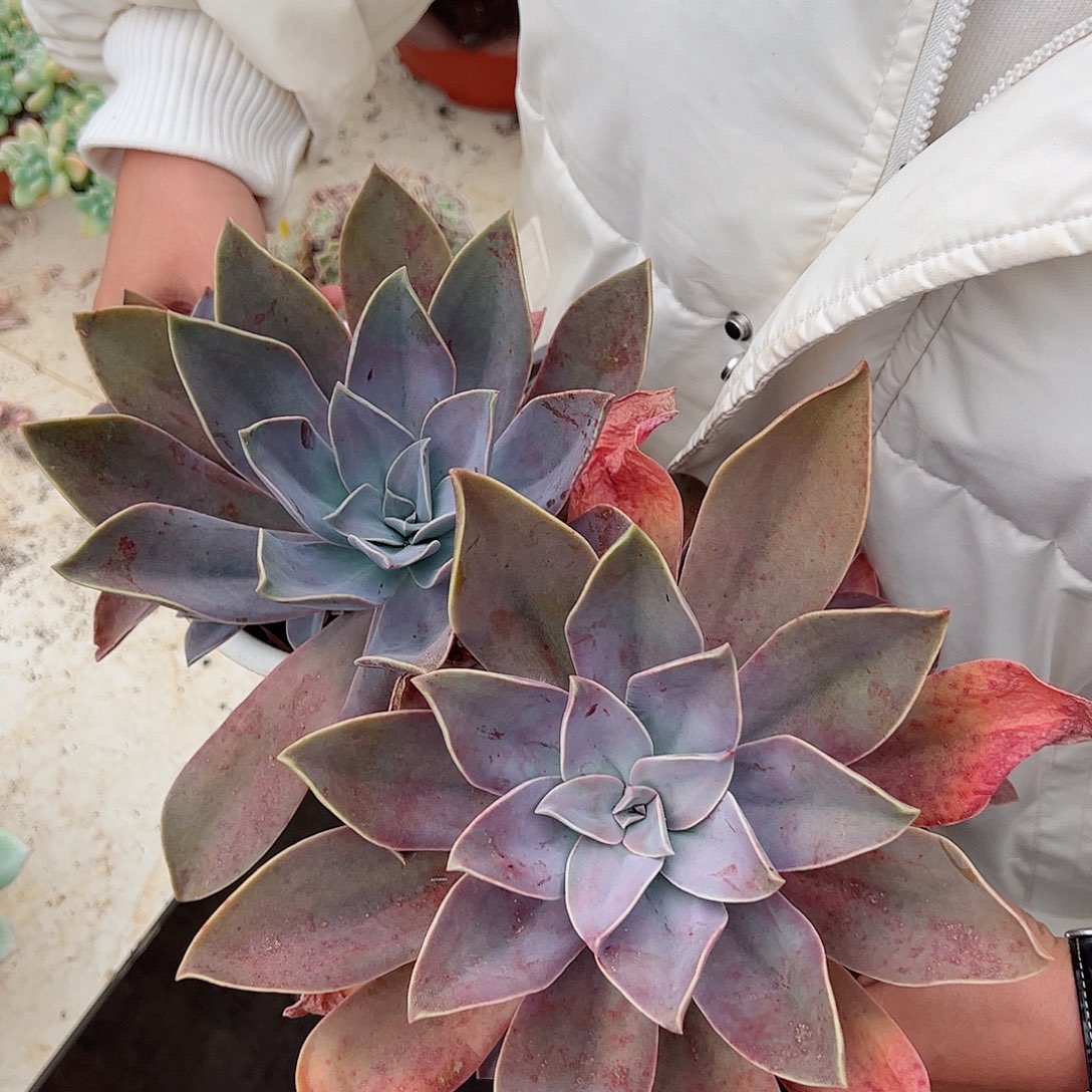 太妃糖单头带仔两盆