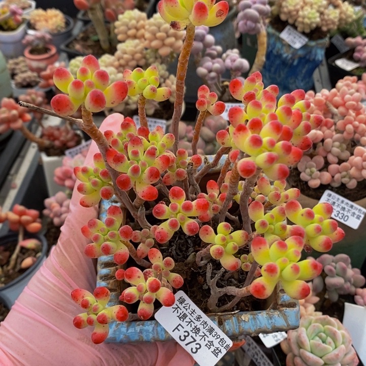 乙女心散拼10cm373多肉