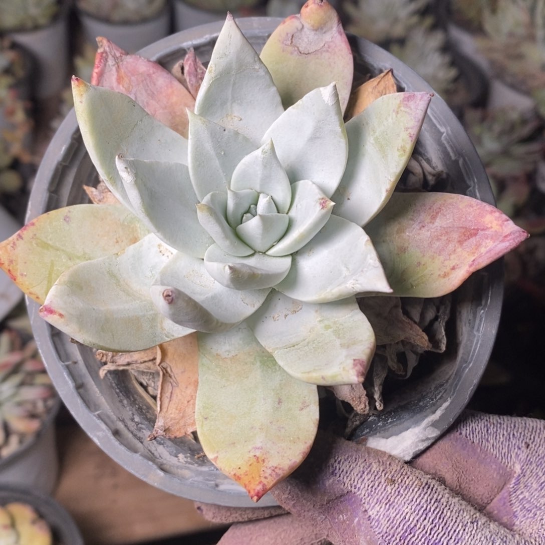 2057哈哈哈哈哈哈哈哈哈哈哈哈哈哈