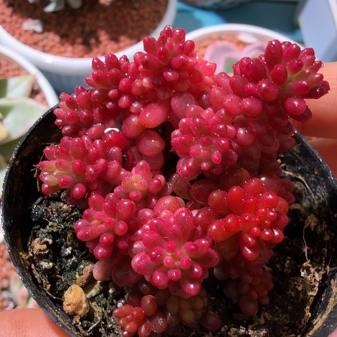 浆果锦，多肉植物