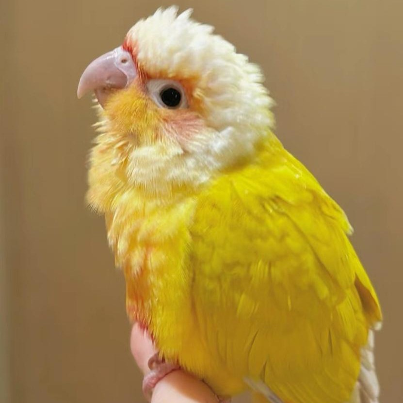 手养亲人可互动活体宠物鹦鹉适合家养手养小太阳