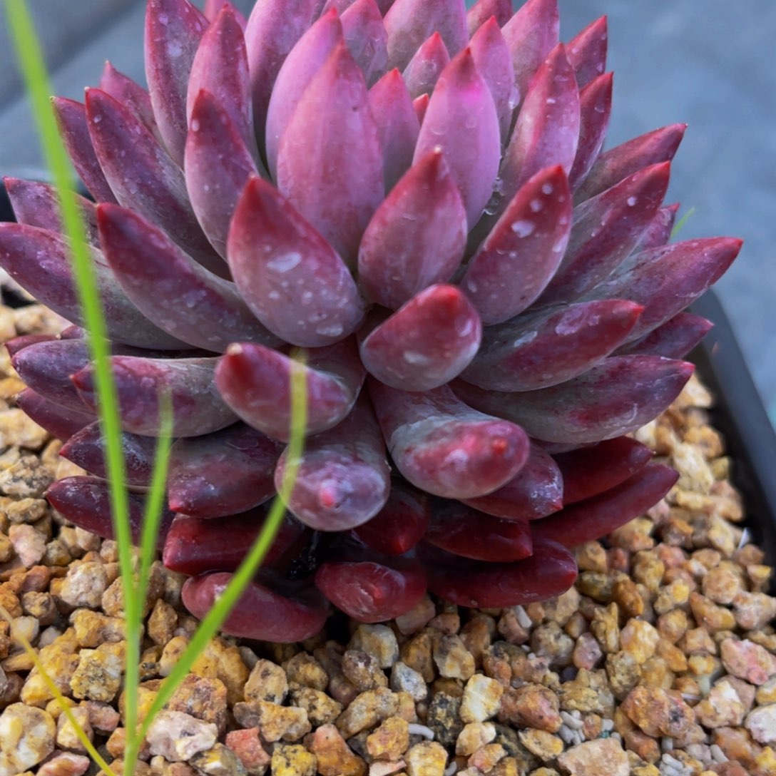 风**旧虞美人11111111111