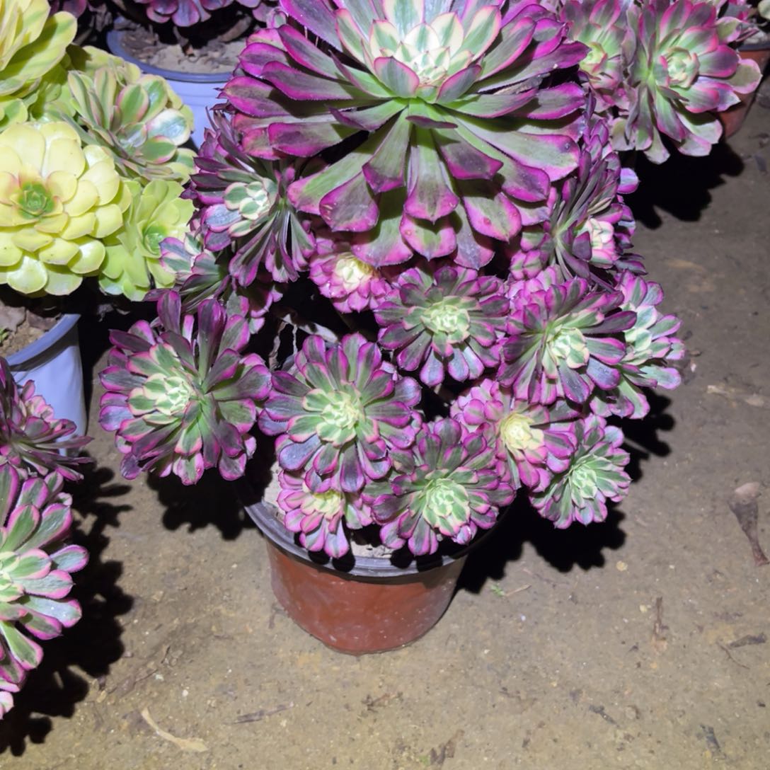 12-9-31红铜葫锦法师锦