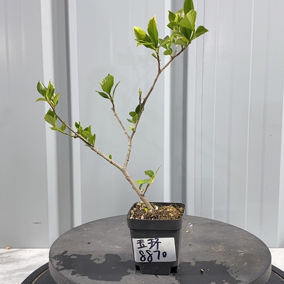 玉环栀子花一物一拍