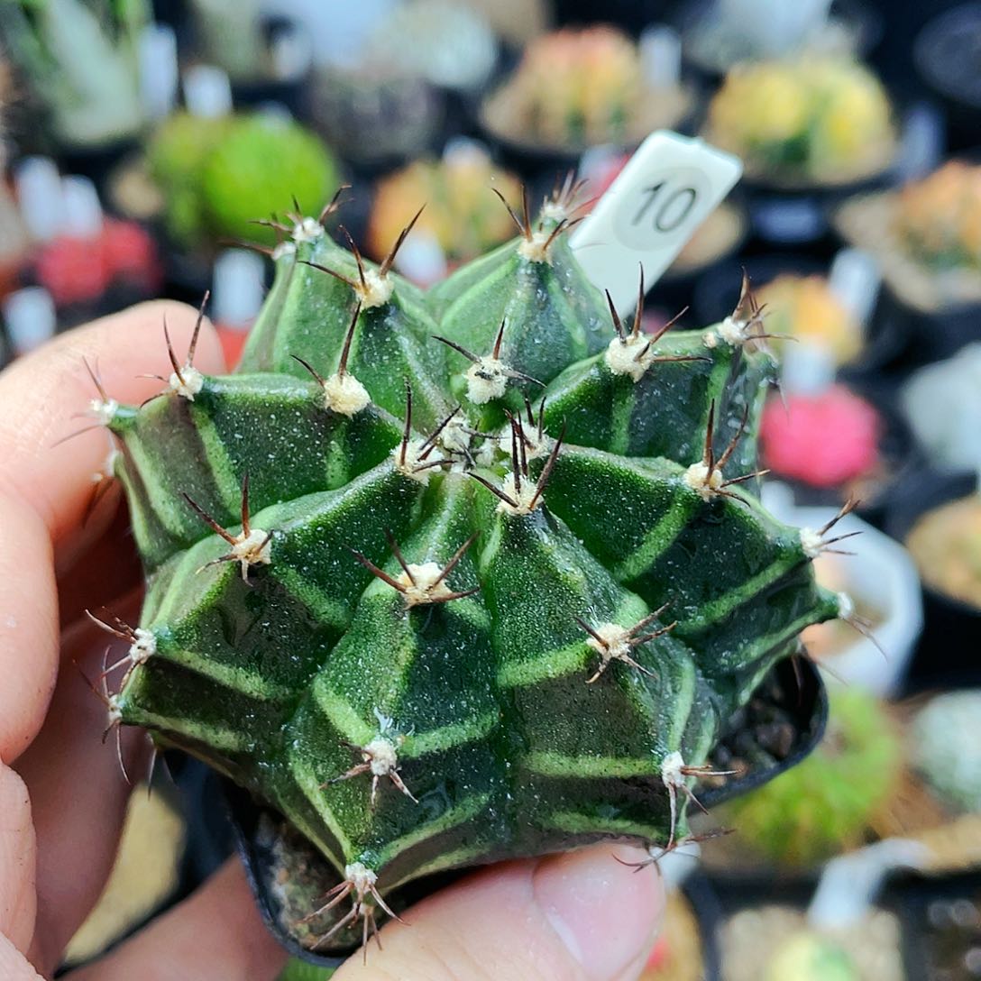 非偏远地区25包邮仙人球