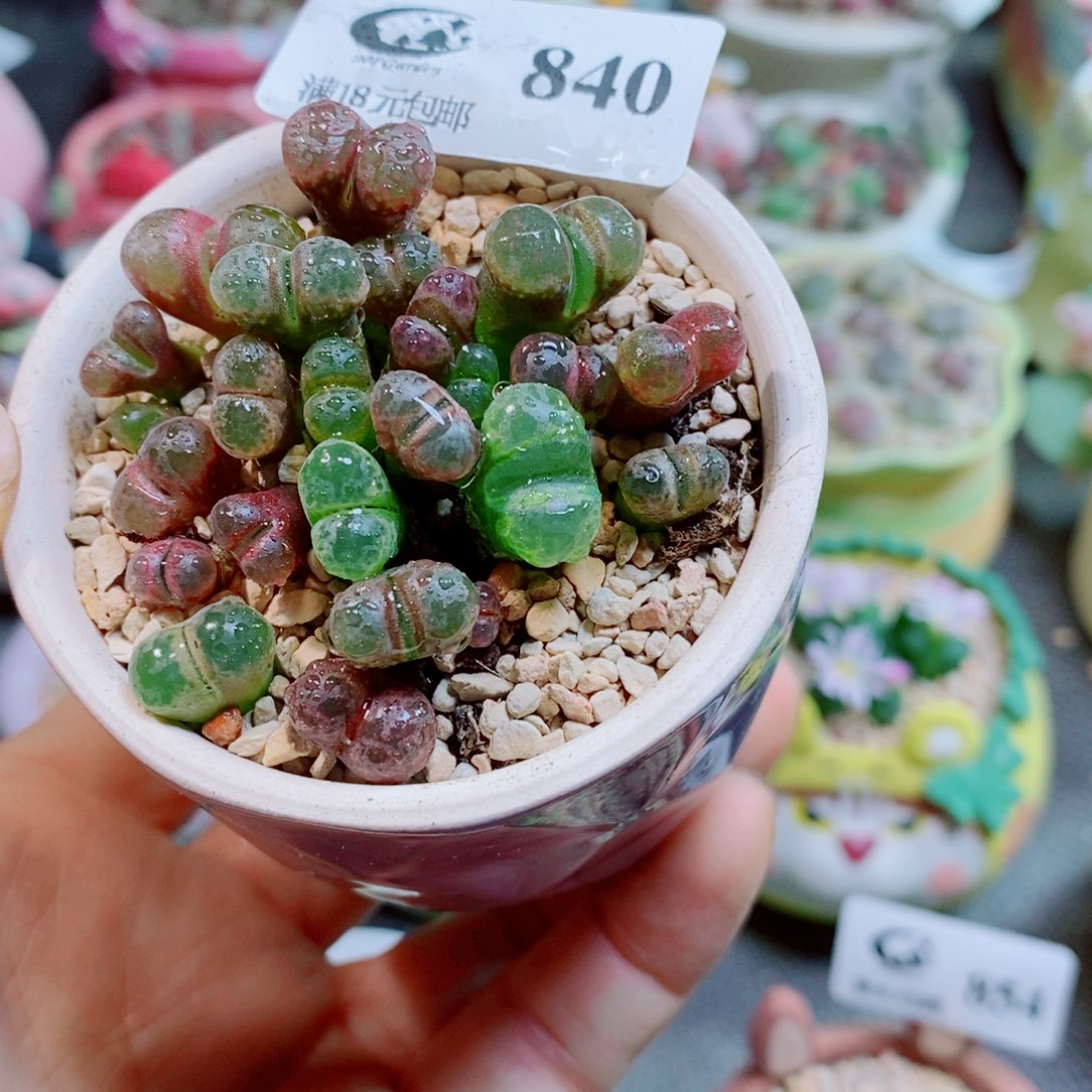 生石花花花花花花花840