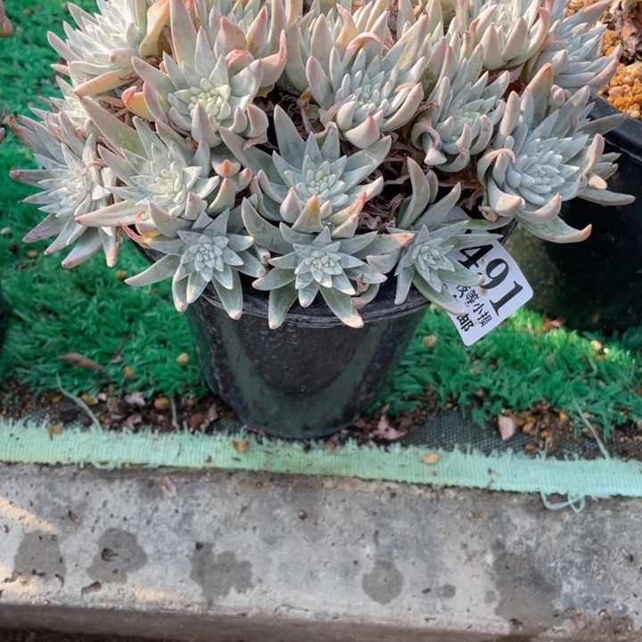 491号流丹白菊多肉
