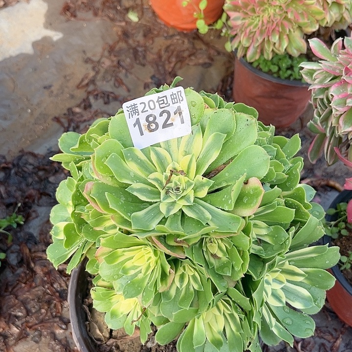 1821一颗辛尼亚法师