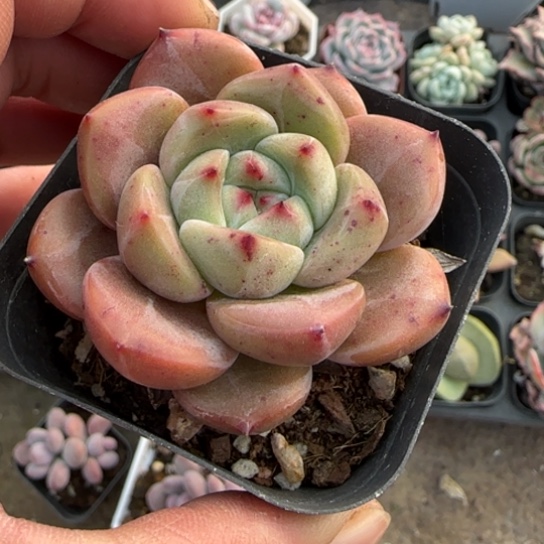 182比翼鸟多肉植物多