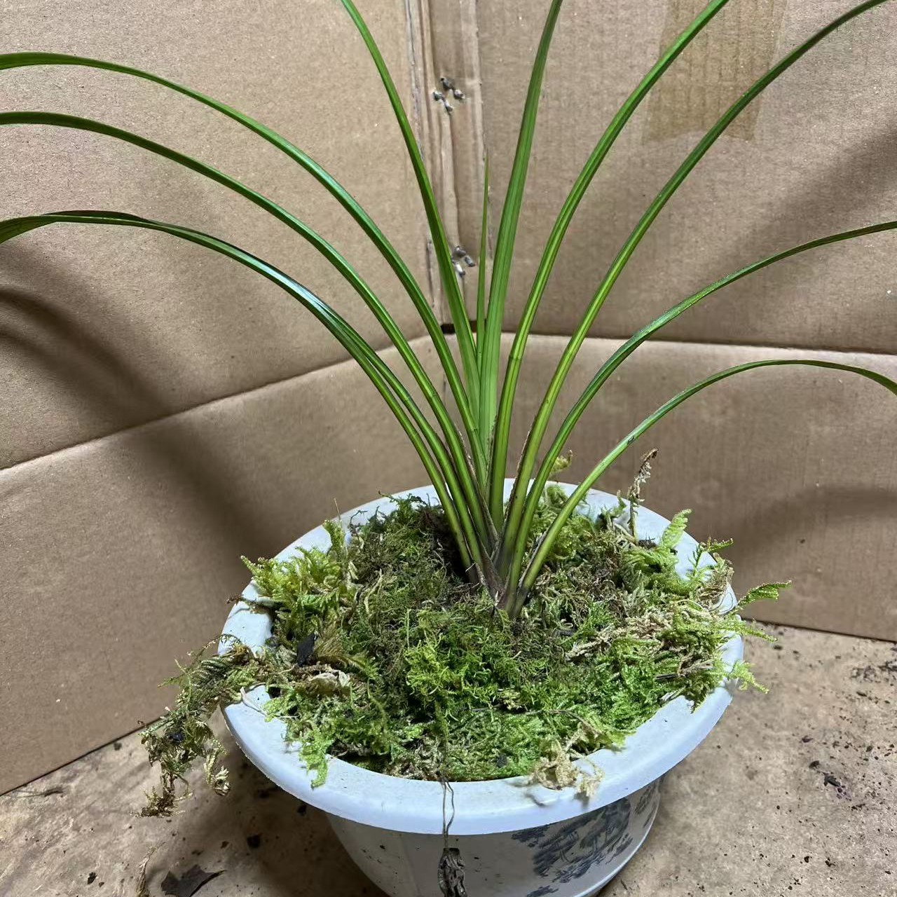 盆栽人工养植秋之