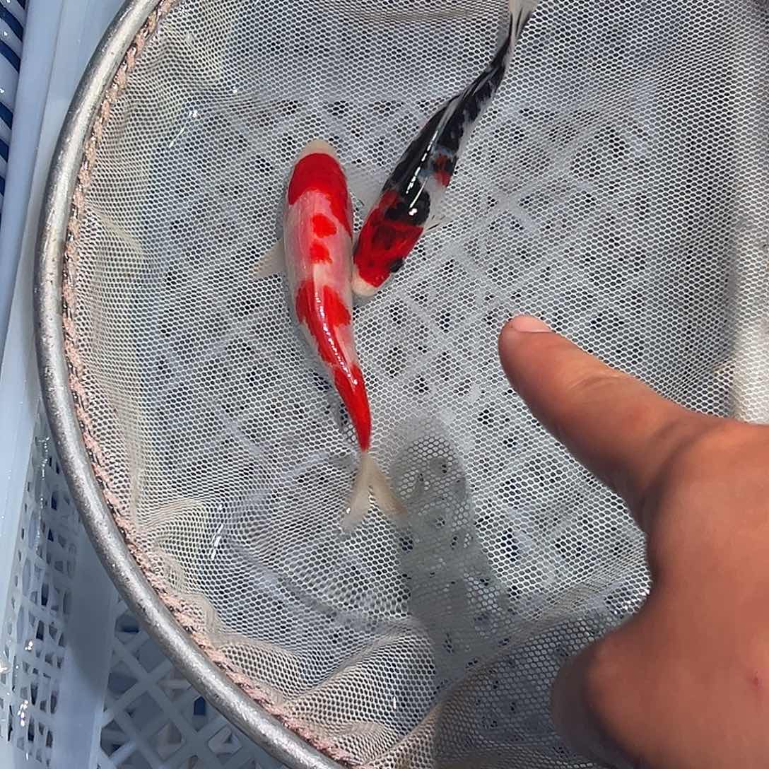 锦鲤锦鲤观赏鱼8888