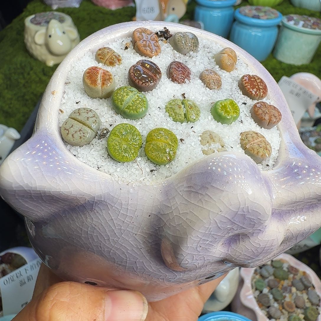 多肉植物福利冲717