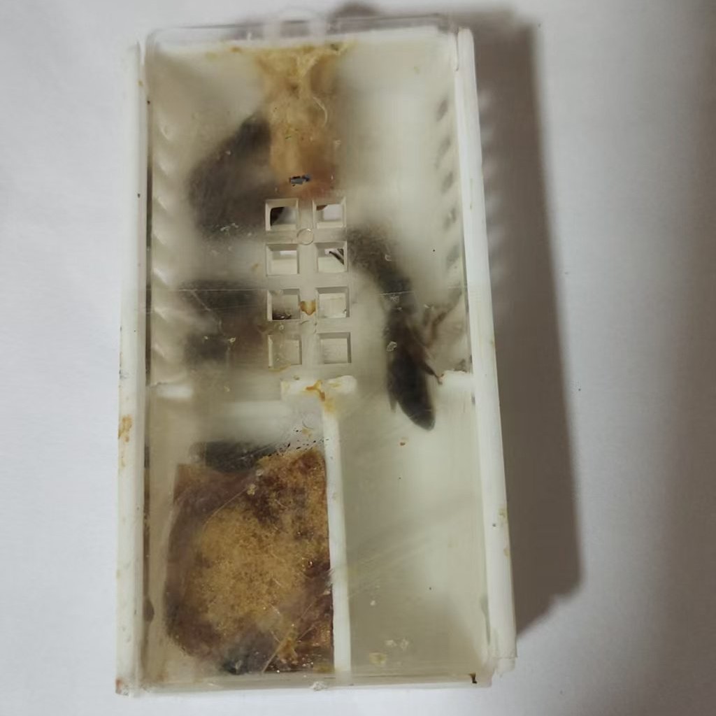 中蜂新开产王15天