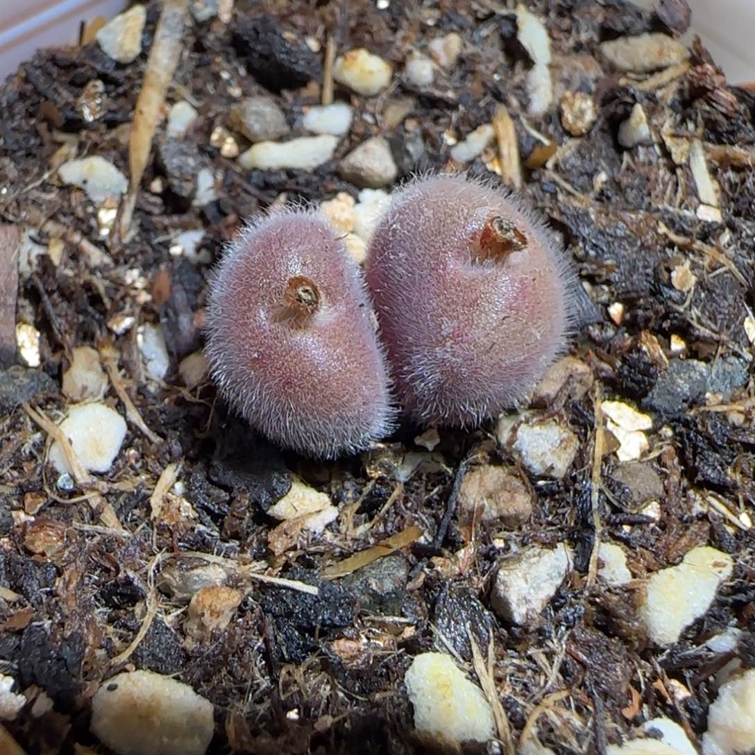 肉锥多肉植物组合-大型紫毛球1000