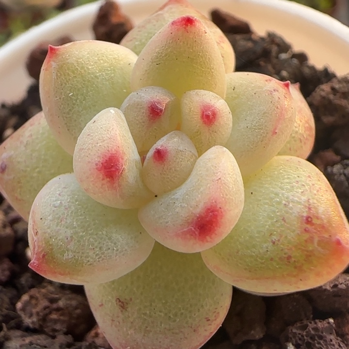 60绝绝子多肉植物一颗