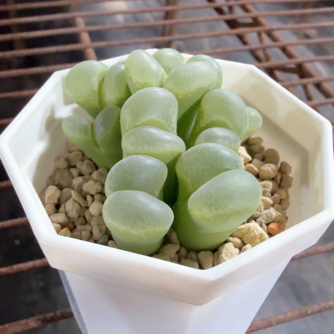 类似绿c10 9头  漂亮福利