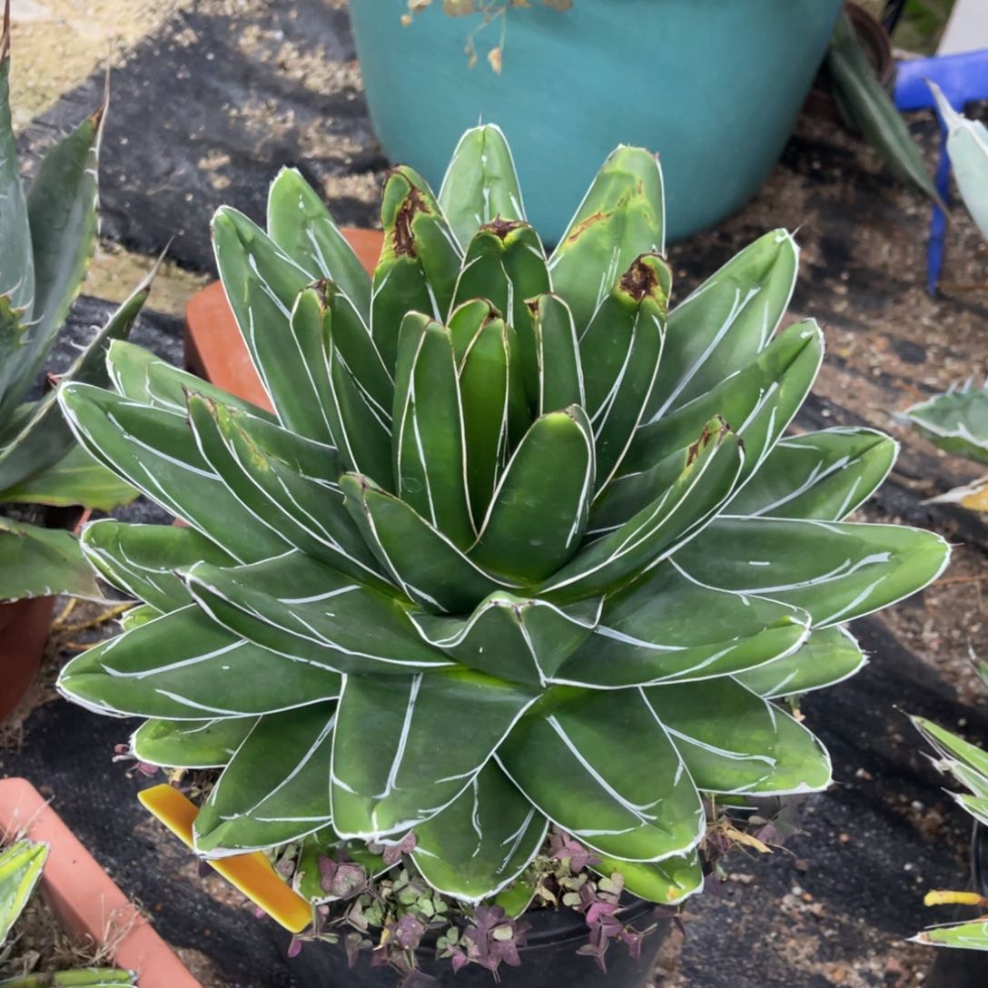 D型世之雪龙舌兰大瑕疵福利